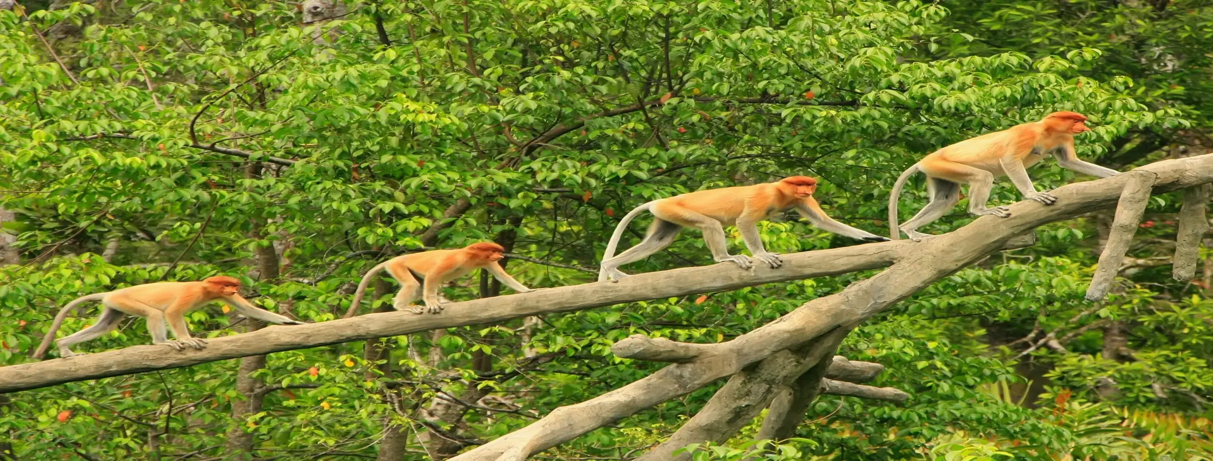 Image for Proboscis Monkey River Safari